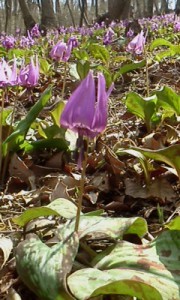 P2012_0413_111138