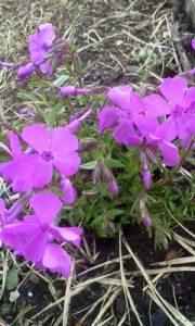 P2012_0425_0734246