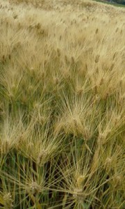 P2012_0531_0720479